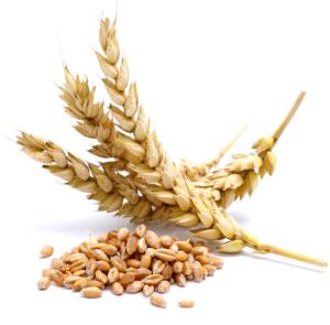 wheat-ears-and-wheat-kernels